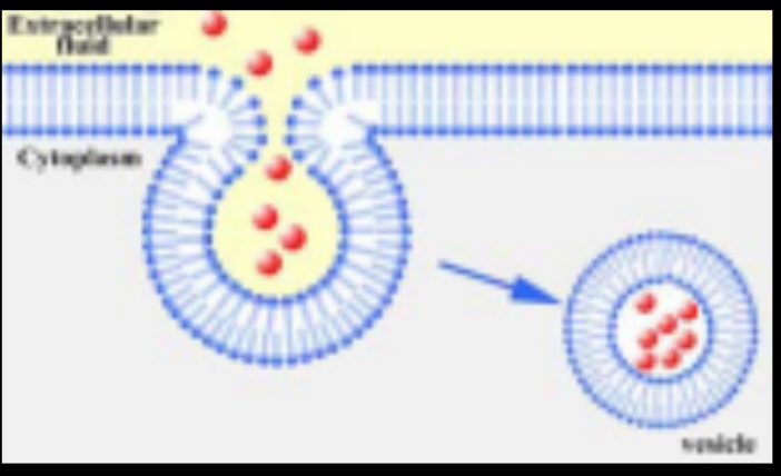 <p>Type of Transport?</p>