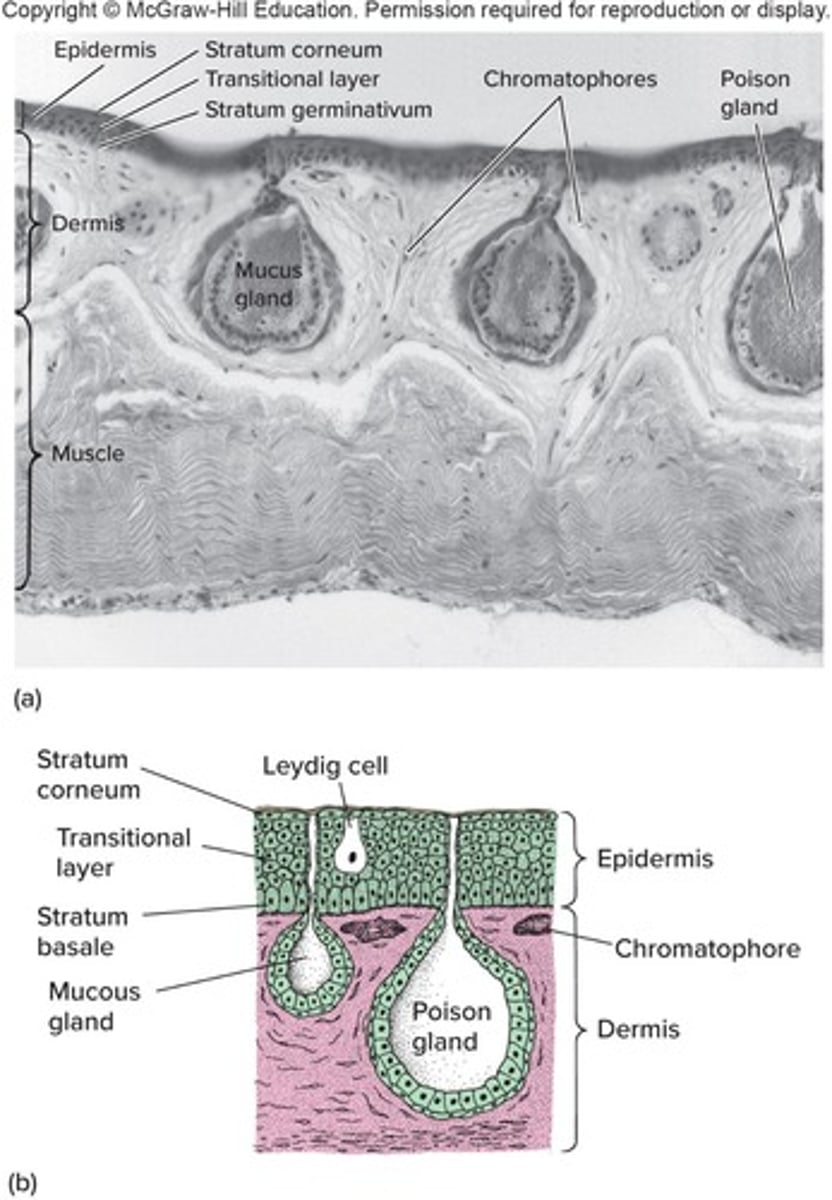<p>Specialized for cutaneous respiration and lacks scales.</p>