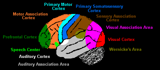 <p>Primary auditory cortex which receives and processes sensory information for sound. And the auditory association cortex which interprets and gives meaning to those sounds</p>