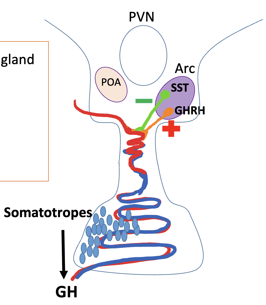 <p>somatotrophs</p>