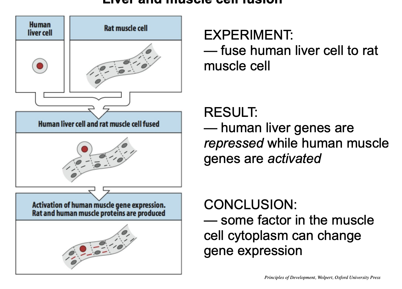 <p>Human liver cell fused with a rat muscle cell (large multinucleate cell)</p><p>Result:</p><ul><li><p>Expression of human liver-specific genes turned off</p></li><li><p>transciption o<strong>f human</strong> muscle-specific genes switched on</p></li></ul><p></p><p>→ expression of both human and rat muscle proteins can be detected in the fused cell</p><p></p><ul><li><p>bascially made the liver cell now express stuff as it it were a muscle cell</p></li><li><p>Due to stuff in the <strong>ctyoplasm</strong> of the mouse cell</p></li></ul><p></p>