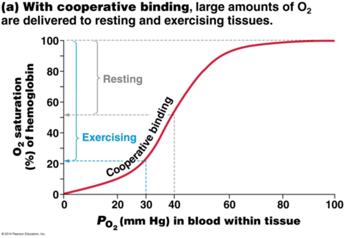 <p>Shape of the curve results from cooperative binding</p>