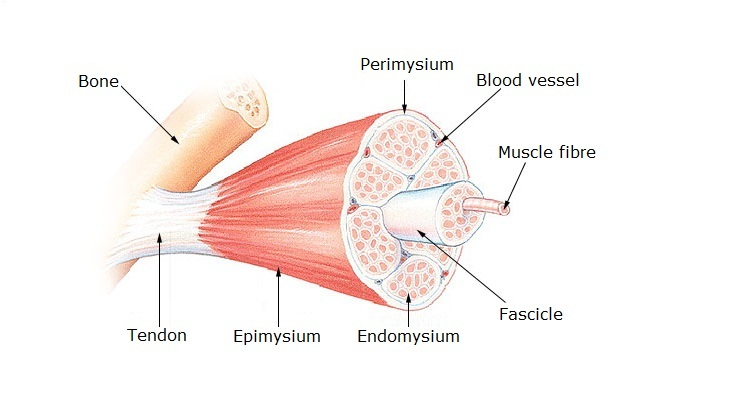 gross skeletal anatomy