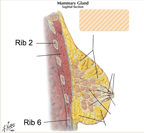 <p>fibrous connective tissue skin ligaments that attach breast tissue to dermis and provide support</p>