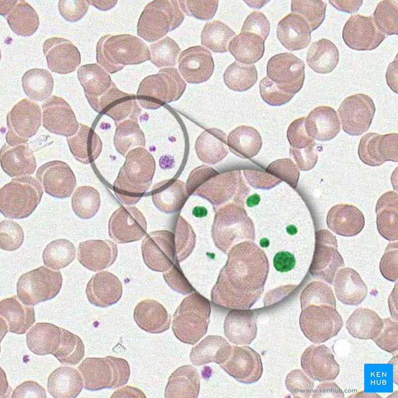 <p>Thrombocytes (Platelets)</p>