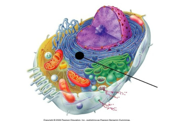 <p>provide an area for storage and transport of the proteins made on the ribosomes to other cell areas</p>