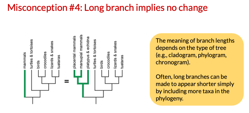 <ul><li><p>The meaning of branch lengths depends on the type of tree (cladogram, phylogram, chronogram)</p></li><li><p>Long branches can be made to appear shorter by having more taxa</p></li></ul>