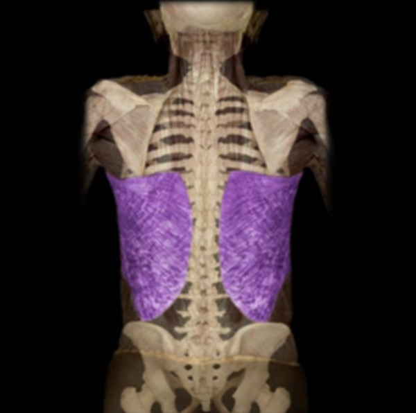 <p>Insertion of Latissimus Dorsi</p>