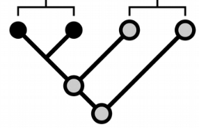 Modified character state that comes from the previous (plesiomorphic) character state. (Ex: leglessness in reptiles)