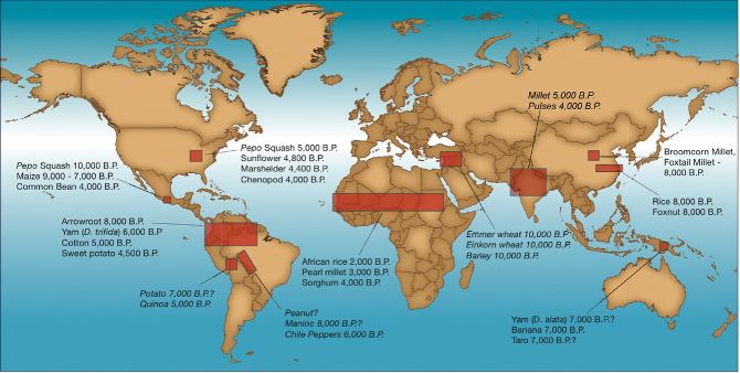 <ul><li><p><span style="line-height: normal; font-size: 7pt;"><span> </span></span>Agriculture developed independently in multiple locations and at varying times</p></li><li><p class="MsoListParagraphCxSpLast">Enabled by technological advancement – irrigation, deforestation and food storage</p></li></ul><p></p>