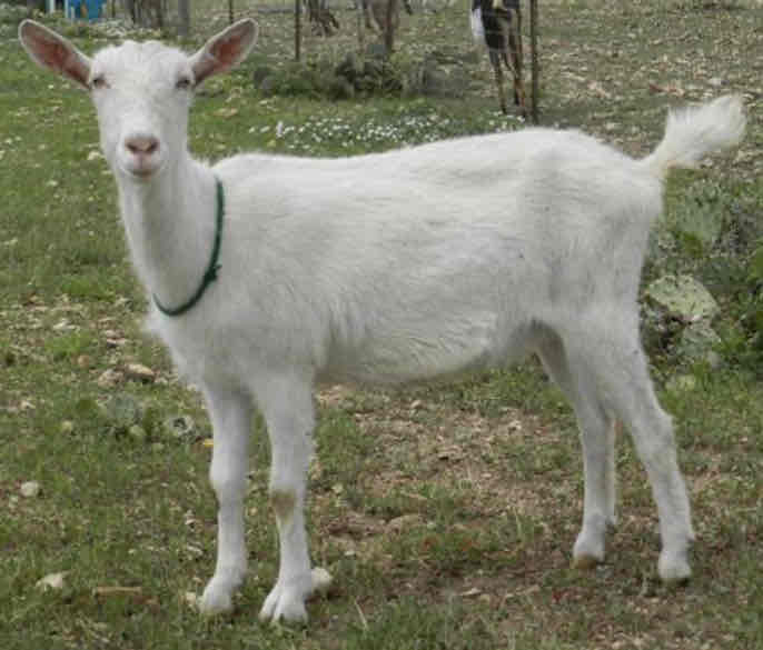 <p>What type of goat is this and what are their key characteristics?</p>
