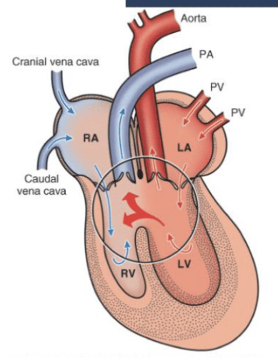 <p>Describe the hemodynamics of VSD</p>