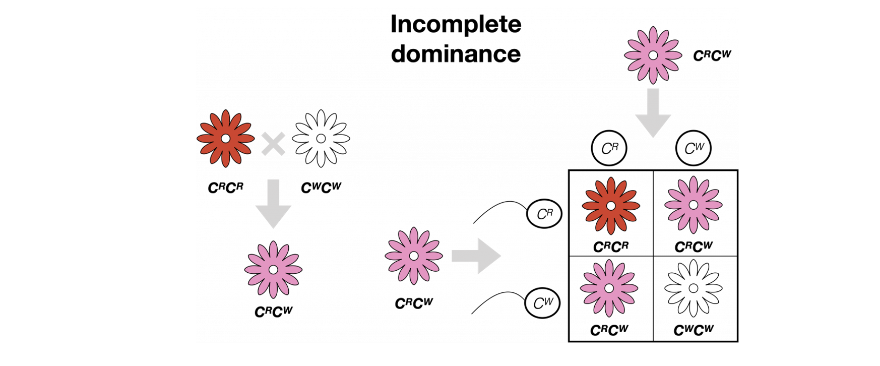 <p>•Sometimes the dominant gene doesn’t always mask the recessive gene</p><p>•This results in a <strong>mixed form</strong></p><p>•This is called incomplete dominance</p><p>You can see it when you cross two <strong>pure-bred</strong>parents</p><p>As neither allele is dominant, the letter C represents the gene (colour) and the subscript (R and W) represent the alleles (red and white).</p><p>SW 177</p>