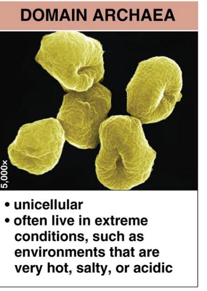 <ul><li><p>unicellular</p></li><li><p>often live in extreme conditions, such as environments that are very hot, salty, or acidic</p></li></ul><p></p>