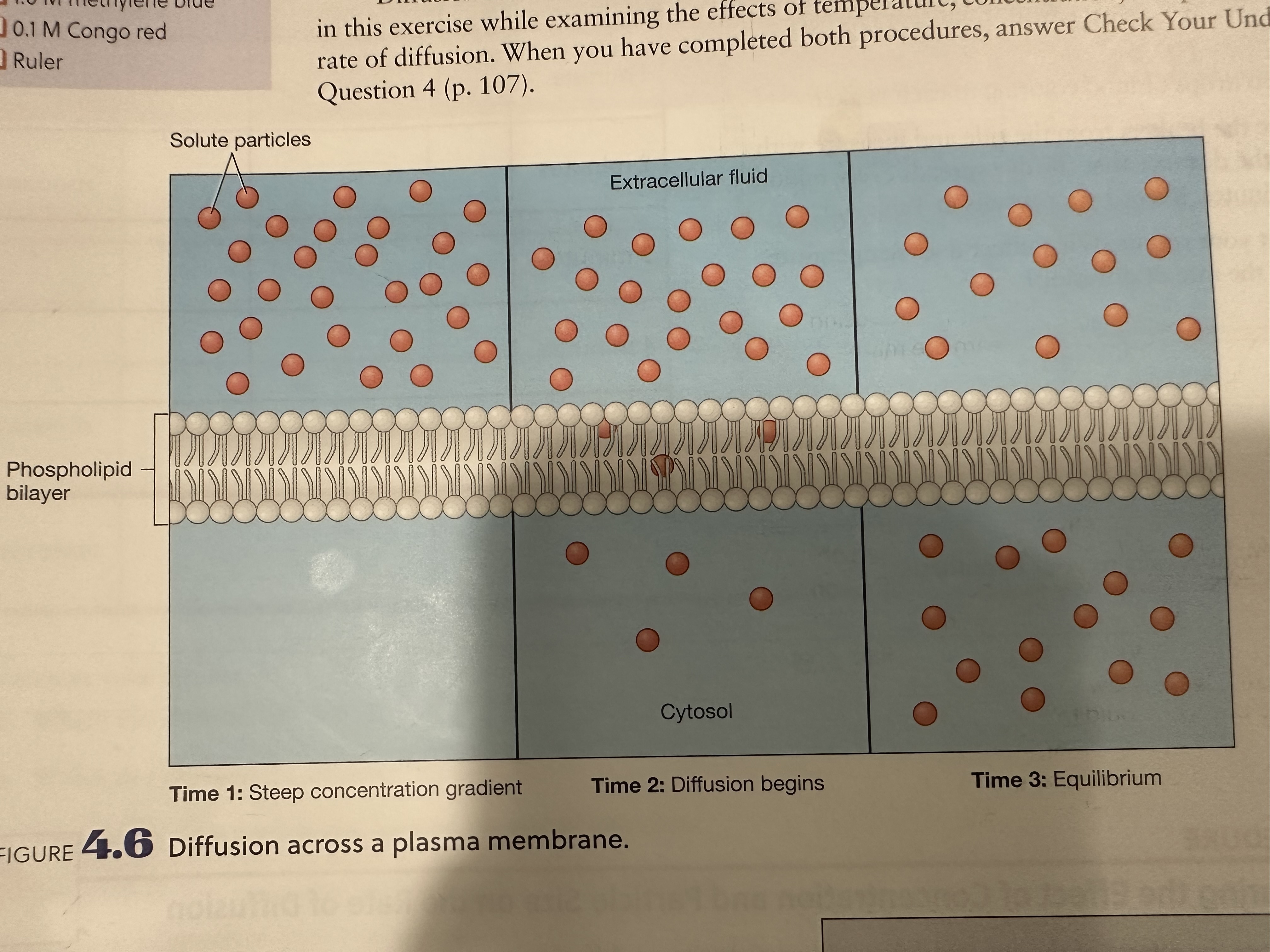 <p>The movement of <strong>solute</strong> particles from a <strong>HIGH</strong> <strong>solute</strong> concentration to a <strong>LOW solute</strong> concentration until a state of equilibrium is reached</p><ul><li><p><u>Passive process</u> - requires no net input of energy by a cell</p></li></ul>