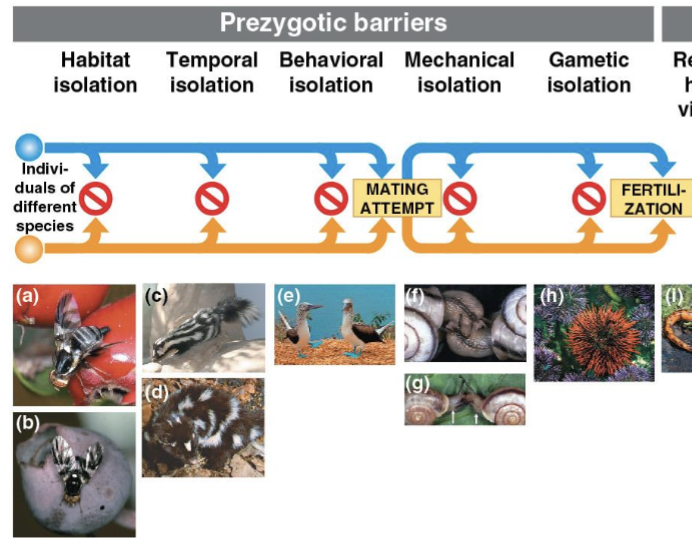 <p>Prezygotic barriers</p>