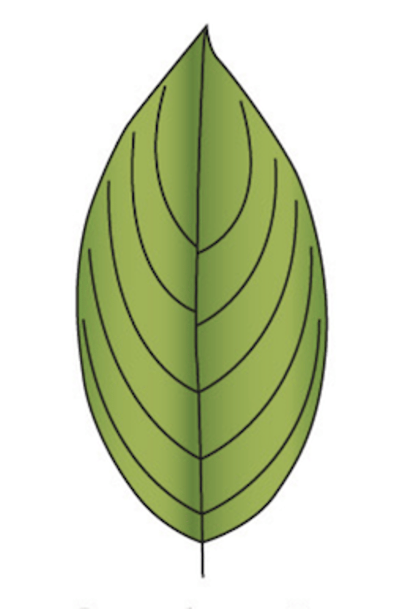 <p>What type of venation does this leaf display?</p>