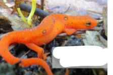 <p>red eft</p>