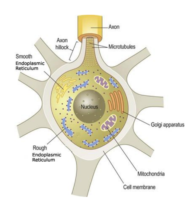 <p>Carries out the living processes of neurons, contains important organelles that help do this:</p><ul><li><p>nucleus - contain DNA</p></li><li><p>Mitochondria - powerhouse of the cell</p></li><li><p>ER &amp; GA - produce &amp; release neurotransmitters</p></li></ul><p></p>