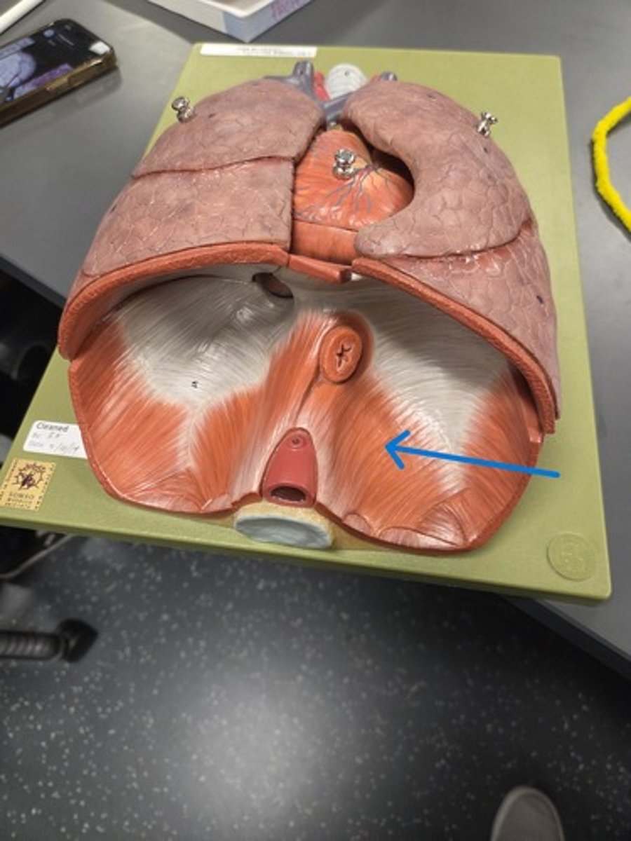 <p>Blue arrow, whole muscle</p>