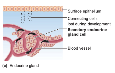 <p>Pancreas</p>