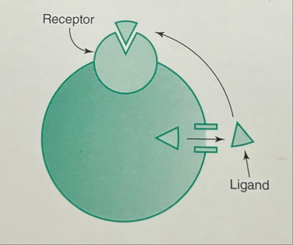<p>Signaling process when a cell releases a ligand that binds to a receptor on the same cell, starting the cell signaling process. In autocrine signaling, the ligand-releasing cell and the target cell are the same cell. Examples of autocrine signaling include cancer cells, which release growth factors that stimulate the growth of their own cells. </p>