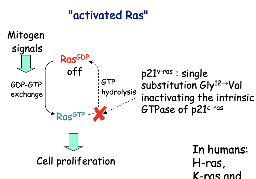 <ul><li><p>Normal Ras</p><ol><li><p>Mitogen signals</p></li><li><p>switches to its active GTP-bound form </p></li><li><p>via tyrosine kinase receptors</p></li></ol></li><li><p>Signal mutations abolishing Ras GTPase</p><ul><li><p>oncogenic</p></li><li><p>because signal transduction becomes constitutive </p></li><li><p>even if mitogens are present!</p></li><li><p>e.g common mutation→ Ras hyperactive (Ras<sup>Gly12→Val</sup>)</p></li><li><p>most common events in oncogenesis</p></li></ul><p>humans:</p></li><li><p>H-ras, K ras, N-ras$</p></li></ul><p></p>