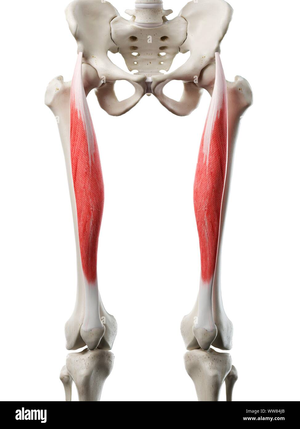 <p>Rectus femoris</p>