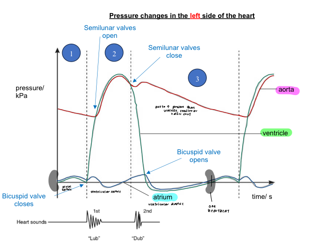 <p>1. atrial systole </p><ul><li><p>atrial pressure is higher than ventricular pressure</p></li><li><p>bicuspid valve is open to allow blood to flow</p></li><li><p>blood therefore flows from left atrium to left ventricle, down its pressure gradient</p></li><li><p>aortic pressure higher than ventricular pressure</p><ul><li><p>semi-lunar valves close to prevent backflow of blood from aorta into left ventricle</p></li></ul></li></ul><p> 2. ventricular systole </p><ul><li><p>ventricular pressure rises such that it is higher than aortic pressure</p></li><li><p>semi-lunar valves open to allow blood to flow through</p></li><li><p>blood flows from left ventricle into the aorta</p></li><li><p>meanwhile, atrium undergoes diastole and begins to be filled with blood</p><ul><li><p>bicuspid valve closes to prevent backflow of blood from ventricle to atrium (‘lub’ sound)</p></li></ul></li></ul><p> 3. ventricular diastole </p><ul><li><p>ventricular pressure decreases until it is lower than aortic pressure</p></li><li><p>semi-lunar valves close to prevent backflow of blood from aorta into left ventricle (‘dub’ sound)</p></li><li><p>ventricular pressure decreases further until it is lower than atrial pressure</p></li><li><p>bicuspid valve opens to allow blood to flow</p></li><li><p>blood therefore flows from left atrium to left ventricle, down its pressure gradient</p></li><li><p>the cycle repeats</p></li></ul><p></p>
