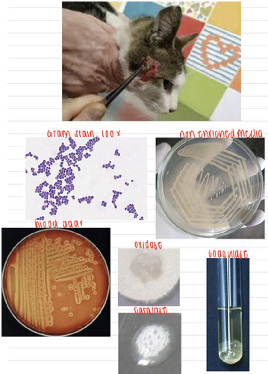 <p>A cat comes into the vet because of these skin lesions. We take samples, and isolate them on non-enriched media, blood agar, and MacConkey agar (no growth). we also stain using the gram method and perform oxidase, catalase, and coagulase tests. Here are the results.</p><p>What is the diagnosis?</p>
