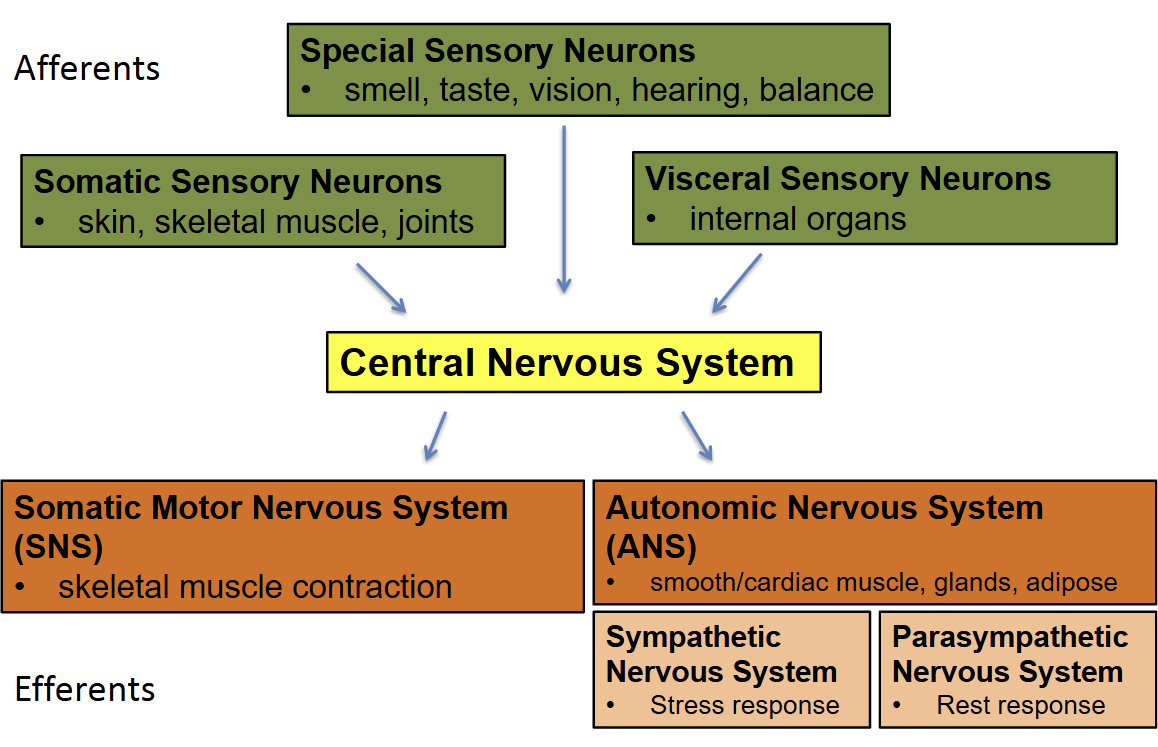 <ul><li><p>Afferent → CNS → Efferent</p></li></ul><p></p><p>Afferents (sensory) accepting</p><ul><li><p>Somatic Sensory Neurons: skin, skeletal muscle, joints</p></li><li><p>Special Sensory Neurons: smell, taste, vision, hearing, balance (vestibular sense)</p></li><li><p>Visceral Sensory Neurons: internal Organs </p></li></ul><p>→ </p><p> Central Nervous System </p><p>→</p><p>Efferents (motor) enacting</p><ul><li><p><strong>Somatic Motor Nervous System (SNS):</strong> </p><ul><li><p>skeletal muscle contraction </p></li><li><p>controlled</p></li></ul></li><li><p><strong>Autonomic Nervous System (ANS)</strong>/ Visceral Nervous System: </p><ul><li><p>smooth/cardiac muscle, glands, adipose </p></li><li><p>uncontrolled</p><ul><li><p><strong>Sympathetic Nervous System</strong></p><ul><li><p>Stress Response</p></li></ul></li><li><p><strong>Parasympathetic Nervous System</strong> </p><ul><li><p>rest and digest response</p></li></ul></li></ul></li></ul></li></ul><p></p>