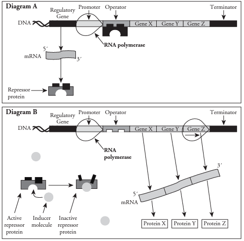 <p>Inducible Operon</p>