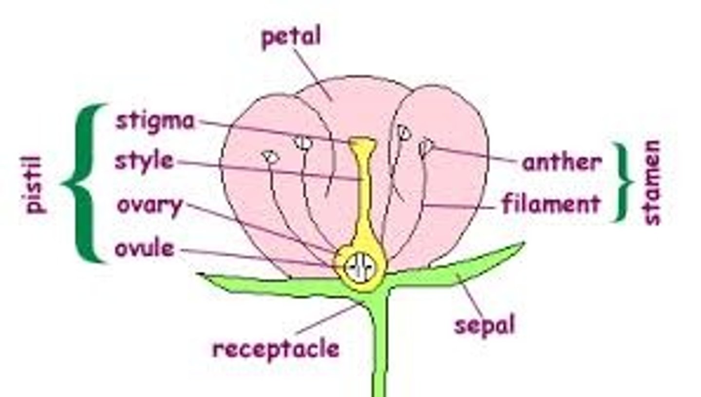 <p>Female reproductive parts of the flower consisting of the stigma, the style, and the ovary; shaped like a bowling pin and located in the centre of the flower, it develops into a seed if an egg is fertilized</p>