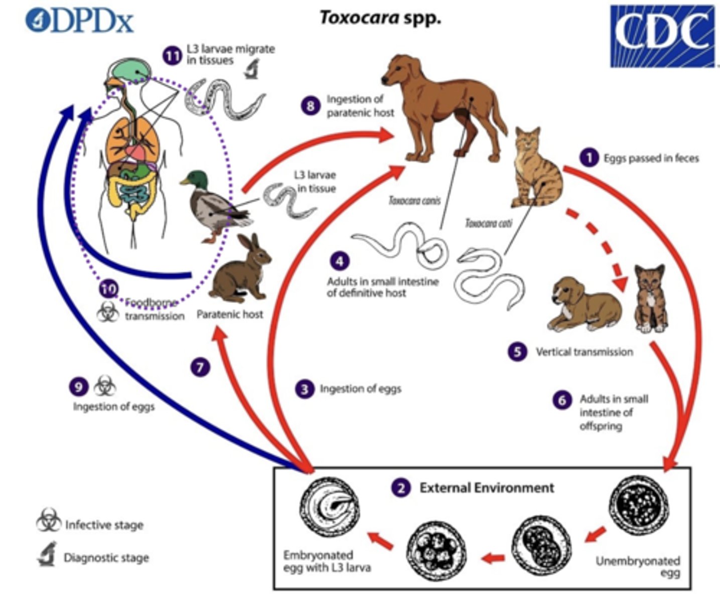 <p>Indirect or Direct? <br>Toxocara spp.</p>