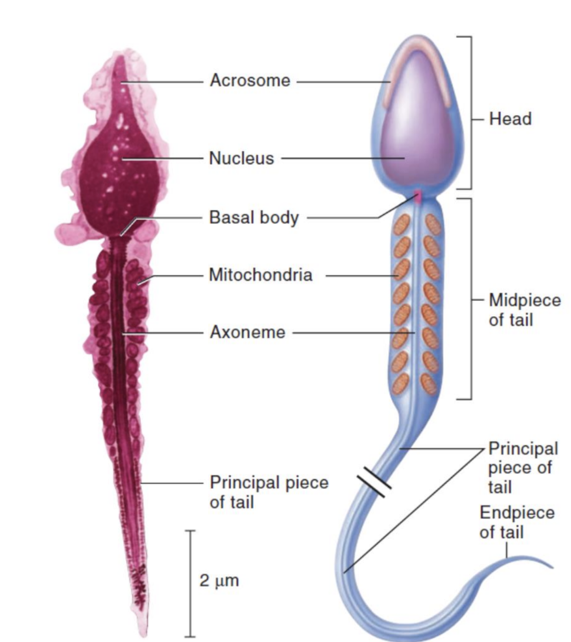<ul><li><p>in testes</p></li></ul><p>a. structure</p><ol><li><p>head, body, tail</p></li><li><p>acrosome—located at tip of head, contains enzymes which help penetrate ovum</p></li><li><p>23 chromosomes (22 autosomes, 1 sex chromosome (allosome)) X or Y</p></li></ol><p>b. life expectancy</p><ul><li><p>48-72 hours after ejaculation at body temperature</p></li></ul><p>c. ejaculate</p><ul><li><p>approximately 50-150 million per milliliter</p></li><li><p>only 200-400 reach the ovum</p></li></ul><p></p>