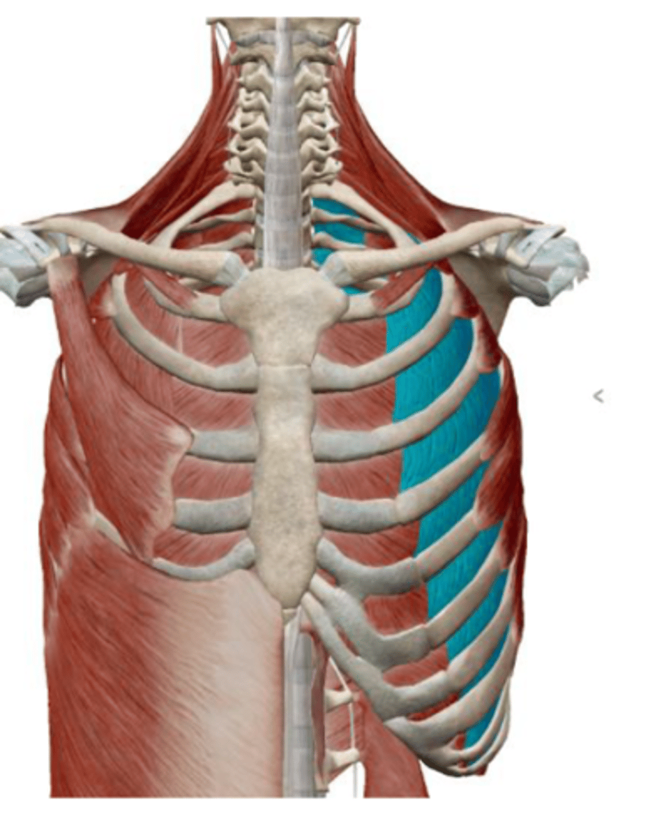 <p>contraction creates inhalation by elevating ribs, relaxation depresses the ribs resulting in exhalation</p>