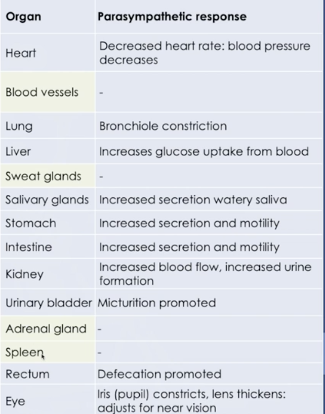 <p>Stimulating abdominal visceral activity </p><ul><li><p>Conserving energy, rest and digest</p></li><li><p>Blood vessels, sweat glands, adrenal and spleen do not have parasympathetic function </p></li></ul><p></p>