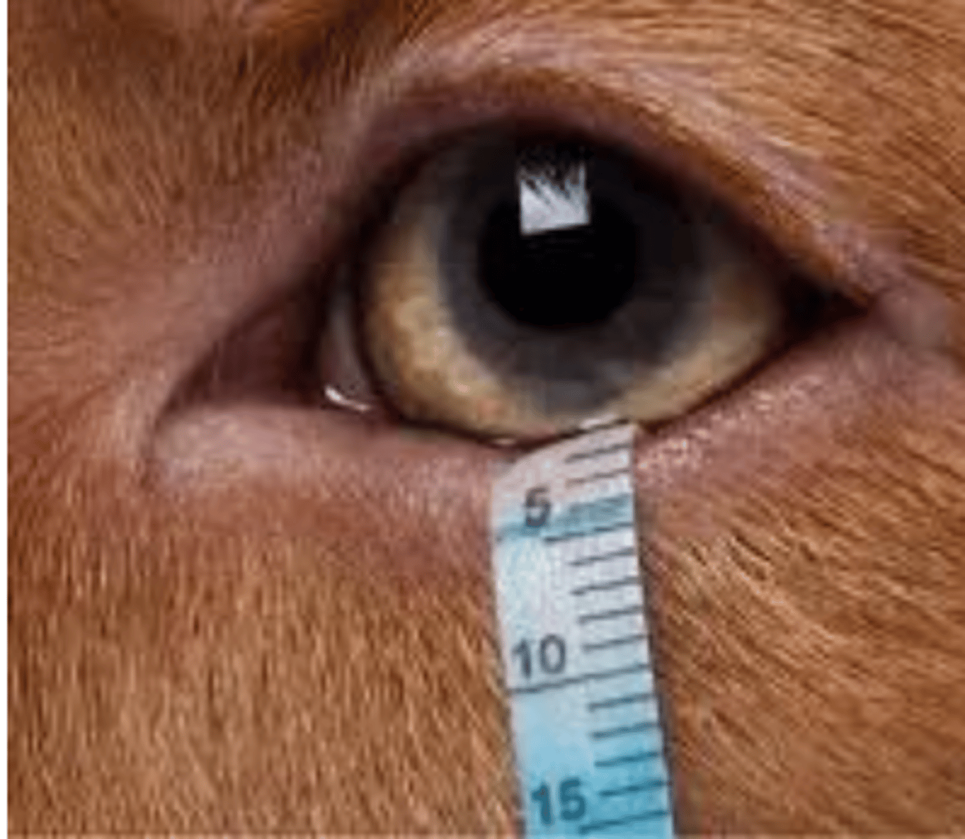 <p>what test is used to measure the tear production?</p>