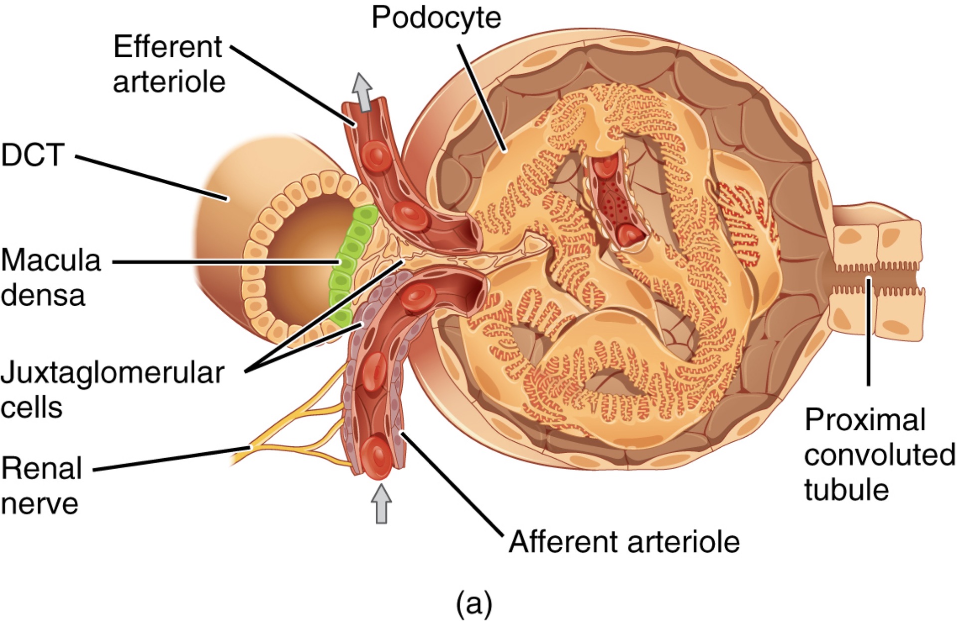 <p><strong>Q:</strong> What is the juxtaglomerular apparatus (JGA)?</p>