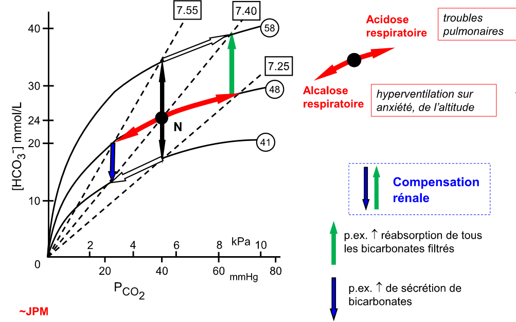 <p>erhöhter CO2 Partialdruck → Nieren erhöhen Bicarbonat</p><p>tiefer CO2 Partialdruck → Nieren senken Bicarbonat</p>