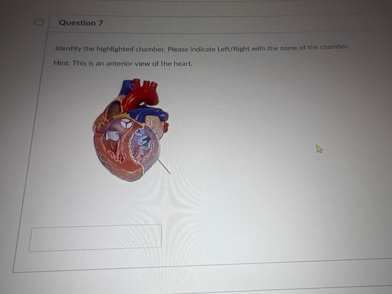 <p><span>Identify the highlighted chamber. Please indicate Left/Right with the name of the chamber. Hint: This is an anterior view of the heart.</span></p>
