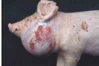 <ul><li><p><strong>S. suis</strong></p><ul><li><p><span style="color: rgb(136, 136, 136)">Et: </span><u>suckling and recently weaned pigs</u></p></li><li><p><span style="color: rgb(136, 136, 136)">Cs:</span><strong> <u>Meningitis (#1)</u></strong><u>, bronchopneumonia, polyarthritis, polyserositis, endocarditis, abortion</u></p><ul><li><p><strong><u>Multisystem dx</u></strong></p></li></ul></li><li><p><span style="color: rgb(136, 136, 136)">Dt:</span><strong> </strong>culture</p></li><li><p><span style="color: rgb(136, 136, 136)">Tx: </span>Antibiotic, all-in-all-out, vax</p></li></ul></li><li><p><strong>S. porcinus (pig strangles)</strong></p><ul><li><p><span style="color: rgb(136, 136, 136)">Et: </span><strong><u>weaners and finishers</u></strong></p></li><li><p><span style="color: rgb(136, 136, 136)">Cs: </span><strong><u>Jowl abscesses,</u> </strong>purulent lymphadenitis of head/ neck</p></li><li><p><span style="color: rgb(136, 136, 136)">Dt:</span><strong> </strong>culture</p></li><li><p><span style="color: rgb(136, 136, 136)">Tx:</span><strong> </strong>Antibiotic</p></li></ul></li></ul><p></p>