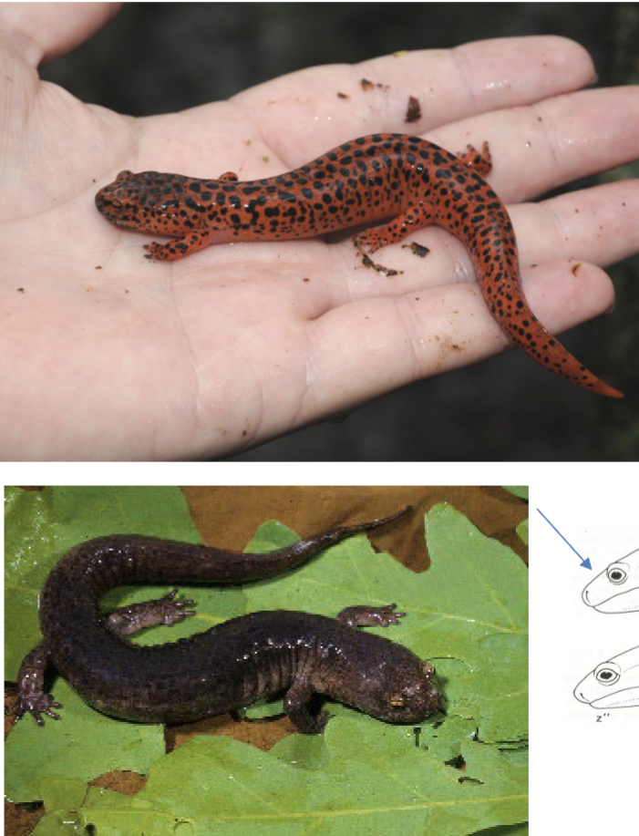 <p>yellow/gold eyes, poorly defined spots, thick bodied </p>