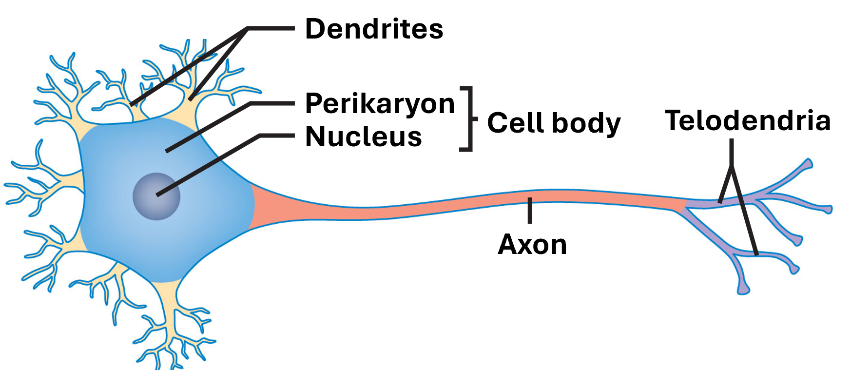 <p>Axon</p><p>Cell Body</p><ul><li><p>Perikaryon</p></li><li><p>Nucleus</p></li></ul><p>Dendrites</p><p>Telodendria / Axon Terminal</p>