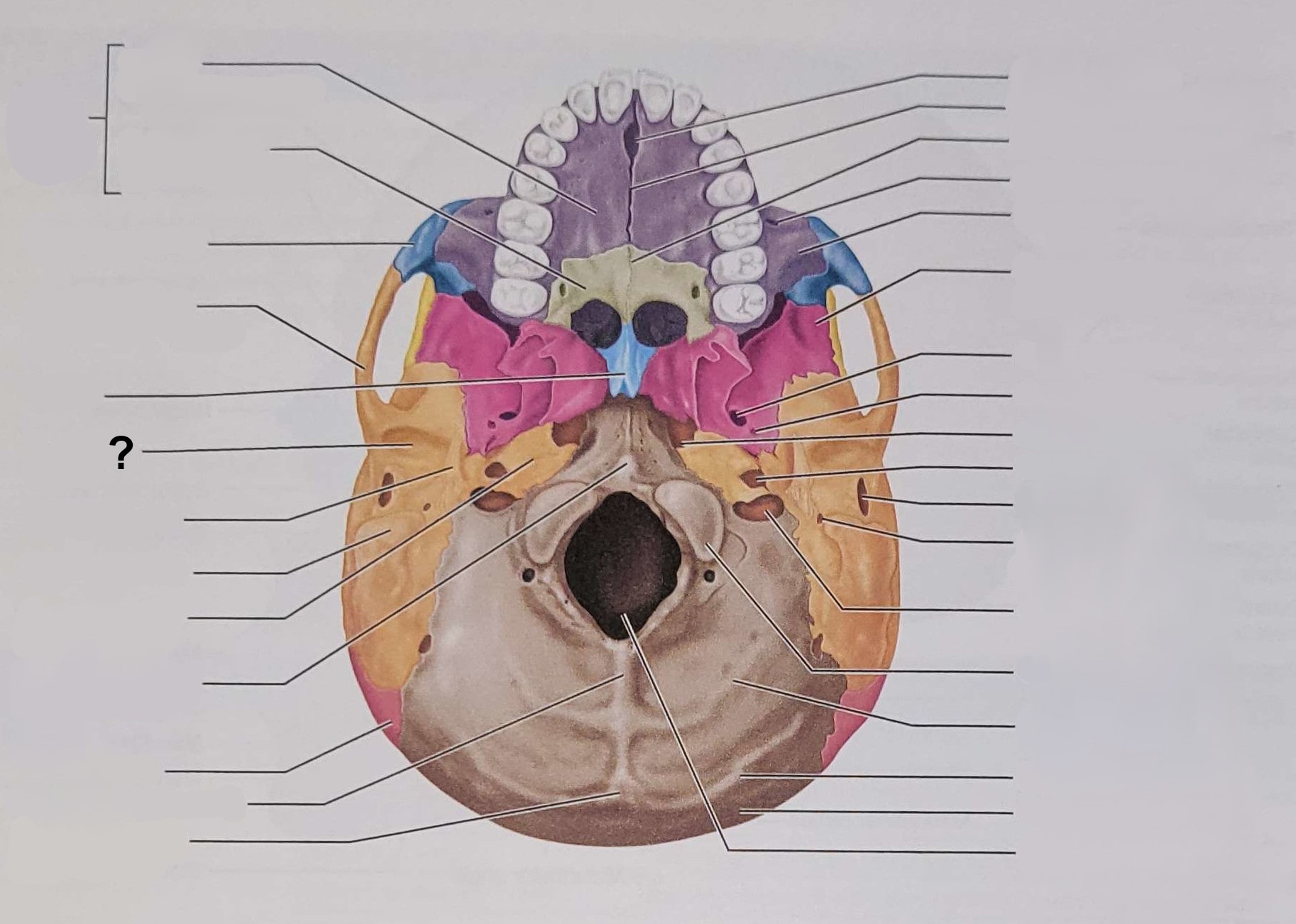 <p>Name the indicated structure</p>