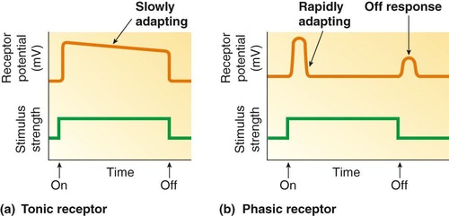 <p>Tonic receptors adapt slowly or not at all, while phasic receptors rapidly adapt to a maintained stimulus.</p>