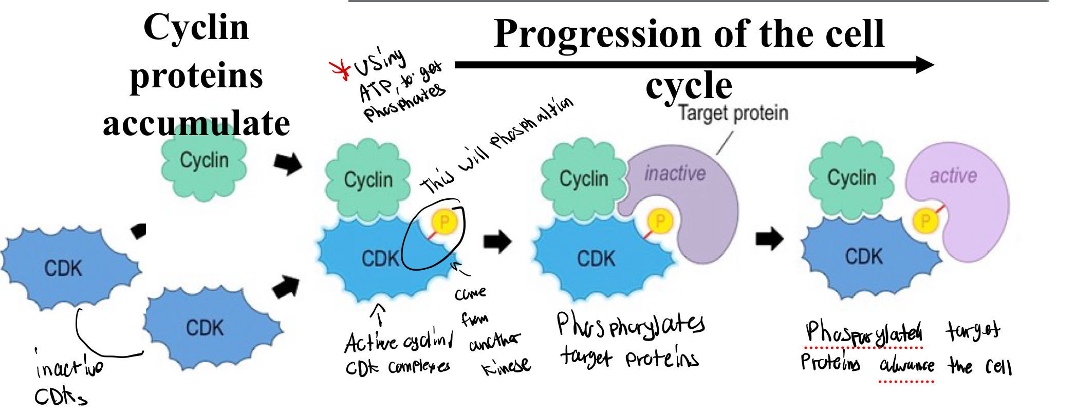 <p>For observation</p>