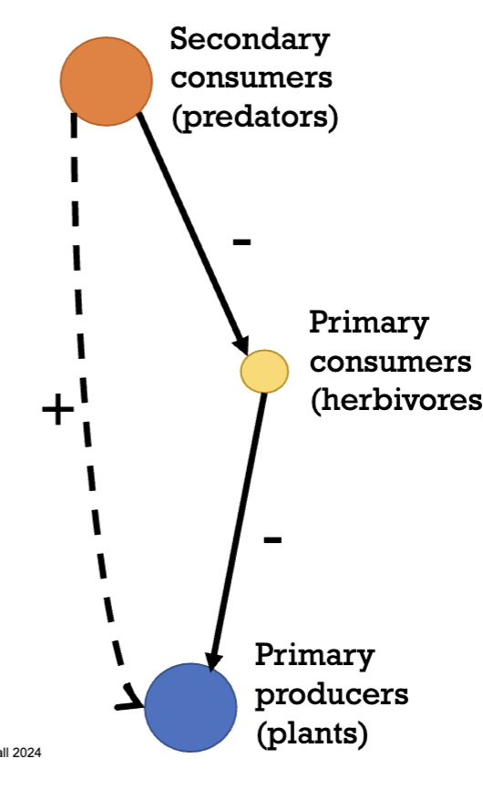 <ul><li><p>secondary consumers (predators - carnivores) have a direct effect on primary consumers (herbivores)</p></li><li><p>herbivores have a direct effect on primary producers (plants)</p></li><li><p>however, the interaction between the secondary consumer and primary consumer can cause the secondary consumer to have a direct positive effect on the primary producers</p></li><li><p>this happens because secondary consumers can keep the population of primary consumers low. Thus, letting less herbivores eat the plants.</p></li></ul><p></p>