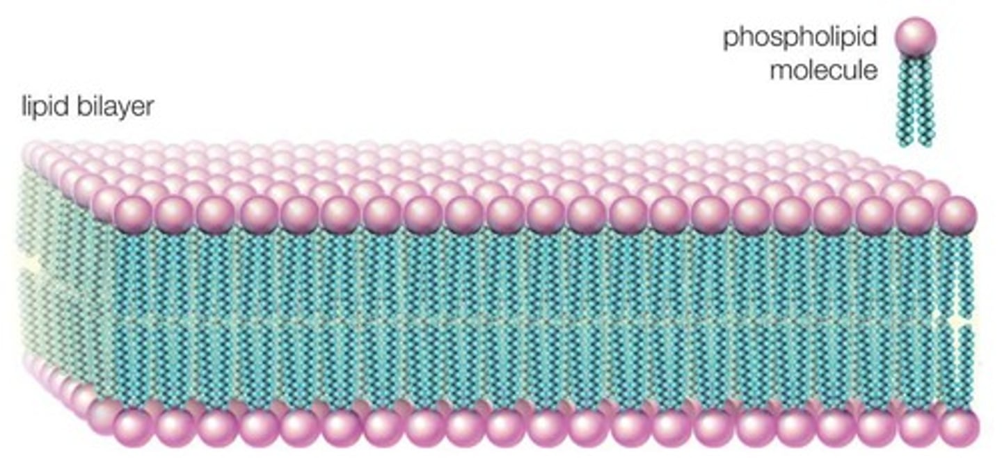 <p>Membrane barrier separating cell from surroundings.</p>