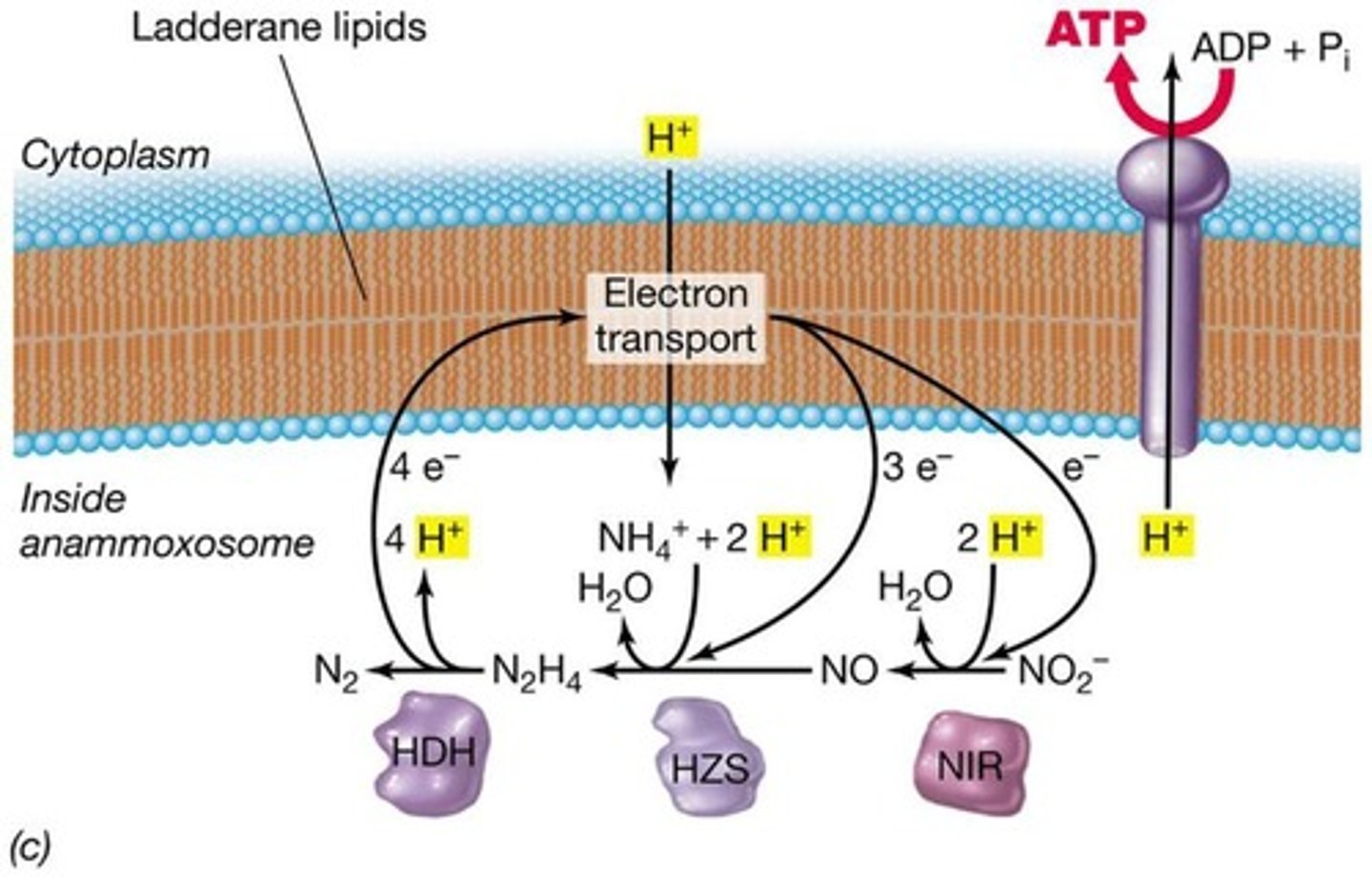 <p><strong>Anaerobic ammonia oxidation converting ammonia to N2 by chemolithotrophs</strong> <span style="color: green"><strong>such as Nitrosommonas and <em>Brocadia anammoxidans</em></strong></span><em> which uses nitrite as an e- acceptor + ammonia as an e- donor</em></p>